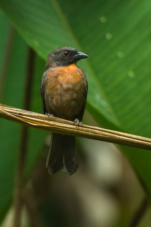 검은뺨개미새는 홍관조과의 몇 안 되는 멸종 위기 종 중 하나이다. 코스타리카의 오사 반도 고유종인 이 종은 서식지 손실에 직면해 있다.