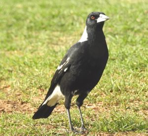 털을 보여주는 호주 까치