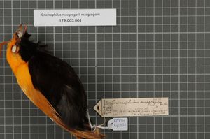 수컷 황금비단새—비단처럼 밝은 황금색 윗부분