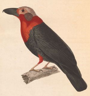 보르네오때까치