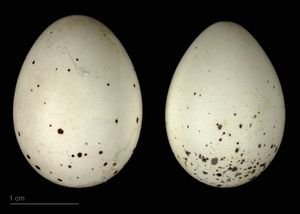 검은깃여새사촌(Hypocolius ampelinus) - (MHNT)
