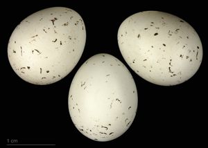 프랑스 툴루즈 자연사 박물관의 알