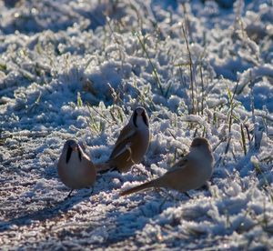혹독한 겨울을 보낸 후, 수염오목눈이의 개체수는 크게 감소할 수 있다.