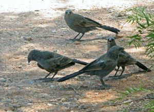 사도새들. 이 과의 두 종 모두 매우 사회적이며 최대 20마리의 무리로 생활한다.