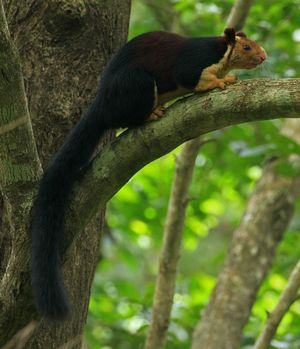 케랄라에 있는 R. i. maxima