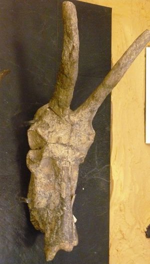 인도에서 발견된 플라이스토세 알셀라피네 다말롭스 팔레인디쿠스의 두개골