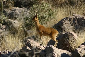 바위타기영양은 식생이 드문 산악 지역에 서식한다.