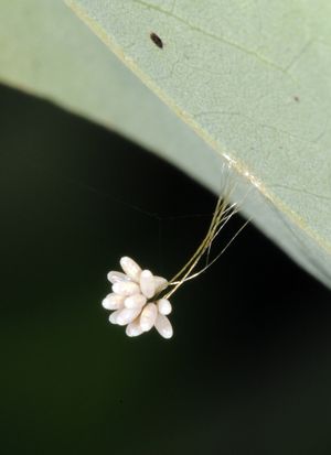 알 수 없는 종의 자루 달린 알, 마인츠어 모래(라인란트-팔츠, 독일)