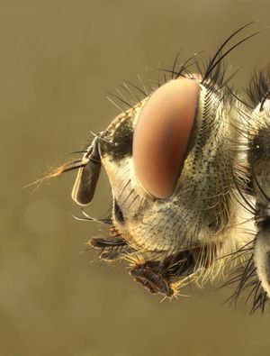 파리의 머리 (Calliphora sp.)