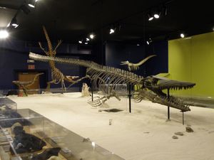 조지아 서던 박물관의 고대 해양 생물에 관한 영구 전시