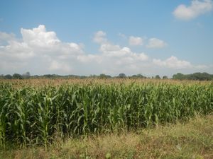 팡가시난 라오악의 넓은 옥수수밭