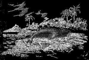 1884년 헨리 W. 엘리엇의 묘사