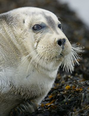 턱수염물범 얼굴