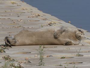 나카쨩 (2006년 6월 24일 촬영)