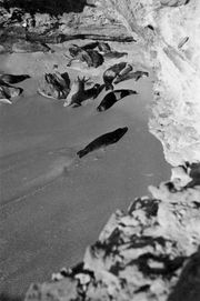 1945년 라스 누아디부의 카보 블랑코에 있는 지중해 몽크물범 서식지