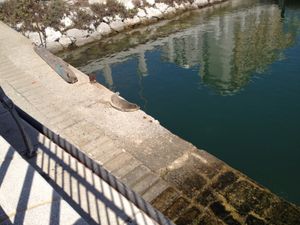 2012년 지브롤터 해협에서 몽크물범이 처음 발견됨