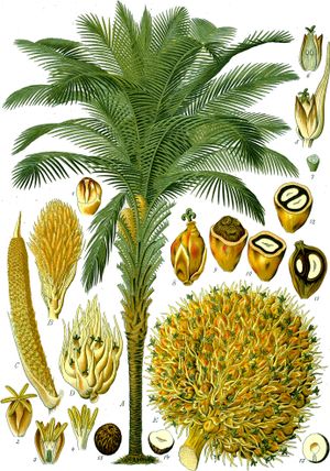 아프리카 오일 야자 (Elaeis guineensis)