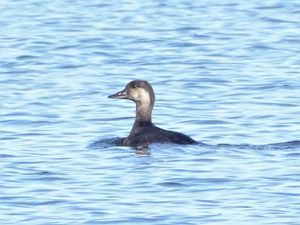 캐나다 오타와에서 촬영된 암컷 검둥오리