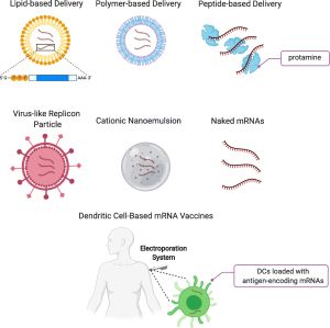 mRNA 백신의 주요 전달 방법 및 운반체 분자