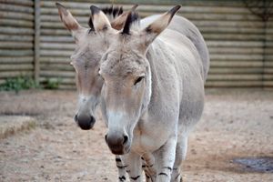 마웰 동물원의 소말리아 야생당나귀 두 마리