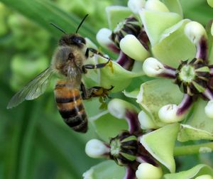 화분이 다리에 붙어 있는 사슴뿔(Asclepias asperula) 위의 꿀벌