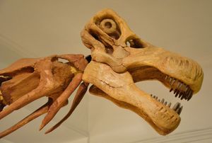 바르샤바에 전시된 네메그토사우루스의 두개골 모형. 오피스토코엘리카우디아의 골격 복원도에 장착되어 있으며, 선임 동의어일 가능성이 있다.