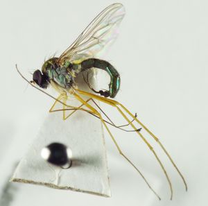 카드 포인트에 접착된 Sciapus nervosus