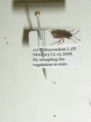 카드 처리된 곤충