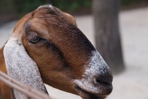 애정 구역 애완동물 동물원에서 앵글로-누비안 염소