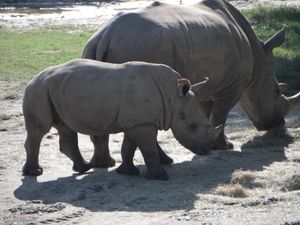 연구 및 보존의 한 분야는 코뿔소 개체 수 수준에 초점을 맞추고 있다.