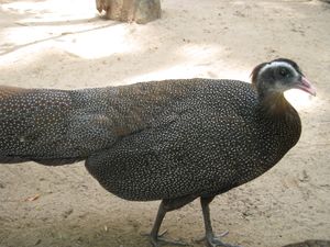 사이공 동물원의 깃털 꿩