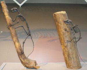 P. cookei는 초기 진원류인 Notharctus tenebrosus(왼쪽)와 비교된다. 둘 다 에오세 와이오밍에서 발견되었지만, 후자가 지질학적으로 약간 더 젊다.