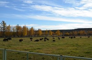 사하 공화국에서의 싱린들소의 대용 도입 프로젝트(러시아어판)