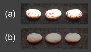 (a) 세 개의 생 볼로티 콩.(b) 동일한 세 개의 볼로티 콩, 그러나 요리됨.