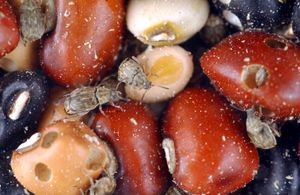 콩 바구미는 저장된 콩 씨앗을 감염시켜 수확 후 손실을 초래한다.