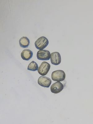 꽃가루 비둘기콩의 꽃가루