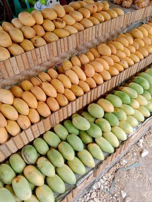 기마라스 망가한 축제에서 망고가 가득하다