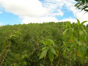기마라스의 녹지