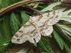 쑥가지나방}} 성충, 러시아