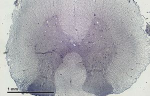 쥐 척수의 가로 단면. 진한 회색질이 가운데 쪽에, 연한 백색질이 바깥쪽에 분포한다.