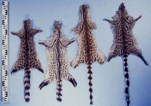 G. genetta와 G. tigrina의 가죽