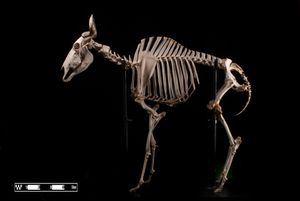 브라질 상파울루에 있는 수의해부학 박물관 FMVZ USP에서 촬영한 골격