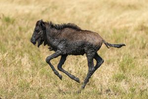 진흙을 뒤집어 쓴 채 세렝게티 국립공원에서 달리는 어린 누