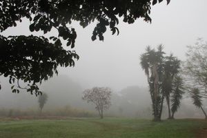 니르구아 자치구의 안개