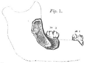 모식표본 BMNH M16336