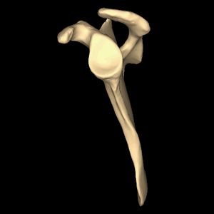 왼쪽 어깨뼈 가쪽면 애니메이션