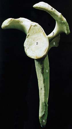 왼쪽 어깨뼈 가쪽면 사진