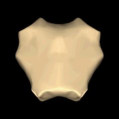 복장뼈자루의 모양