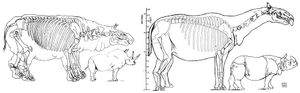 코뿔소와 유사하고 날씬한 형태의 B. grangeri(현재의 P. transouralicum)의 1923년 골격 복원도
