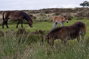 반야생 엑스무어 포니. 대중적으로 "야생" 말이라고 불리지만, 야생마와 반야생마는 가축화된 조상을 가지고 있다.
